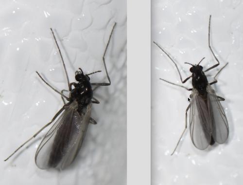 Orthocladiinae